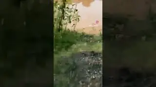#flood #canal #rajasthan #disaster #damage #farmer #father #farm #damage #crop #shorts #viral #crop