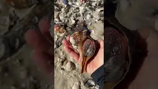 Gorgeous Horse Conch with PERIOSTRACUM!  Alive! 🤩Safely returned to the Ocean! #shelling #nature