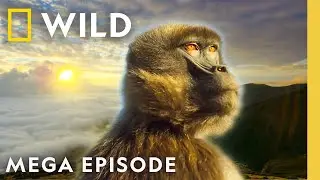 Queens: Coastal and Mountain Matriarchs | MEGA EPISODE | Nat Geo Animals