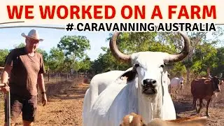 FARM WORK - in exchange for FREE STAY WITH WATER & POWER | EP140 Caravan Vlog Australia