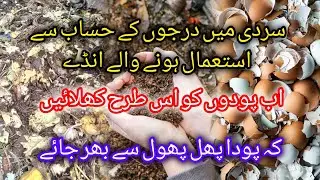 Best Organic Fertilizer For Plants | How To Make Kitchen Waste Compost At Home