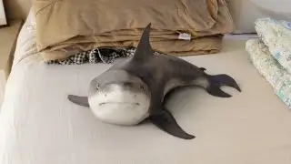 Baby Shark answering the call