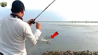 Back To Back Attacks snakehead Fishing 🎣 big size snakehead(कबरा) 😱