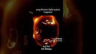 |GRADE 10 SCIENCE|