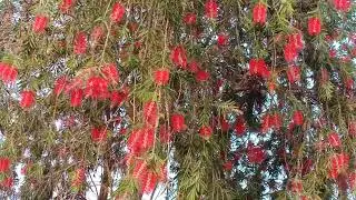 Bottlebrush Flowering Trees | Bottle brush tree with full of flowers