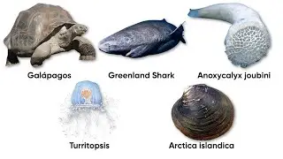 Every Weirdest Creatures That Defy Aging Explained