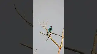 Spangled Cotinga - Amazing Birds - Birding Tour with Manakin Nature Tours