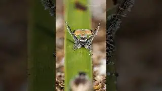 Maratus aquilus courtship dance!