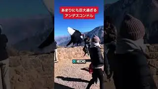 Encontraron un Condor Andino Gigante!