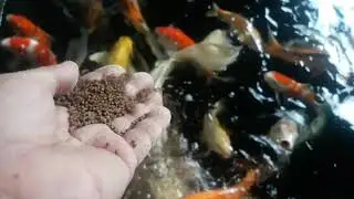 big koi fish😱😱😱