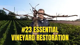 FINAL vineyard restoration task for 2025