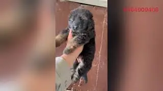 LONG COAT GERMAN SHEPHERD PROZENY | TYSON | BRAR KENNEL
