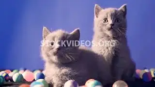 cute kittens moving their heads in sync,...