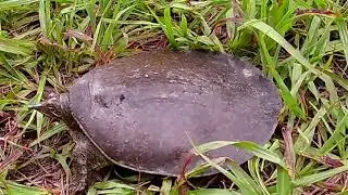 TU#4:  SOFT-SHELL TURTLES IN TEXAS