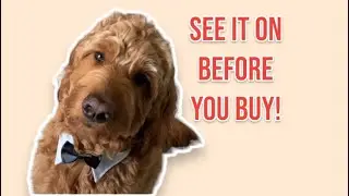 Bow tie costume for your pet! Honest Amazon Review