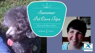 #STSMchat Summer Pet Care Tips