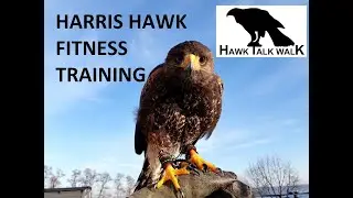 Harris Hawk Fitness Training