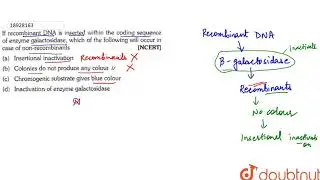If recombinant DNA is inserted within the coding sequence of enzyme galactosidase, which of the