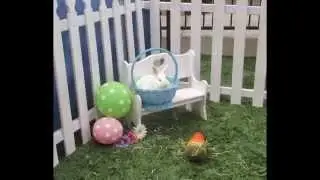 Pony Party Time & Farm Animal Time