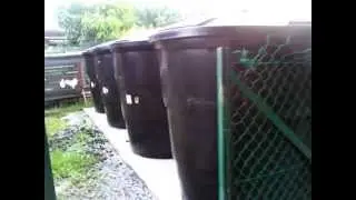 Marbled Goby Fish Farming, Ternakan Ikan Ketutu