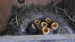Bluetit nest   Bl&aring;mejse rede