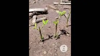Hail damaged beans regrowth timelapse part 1