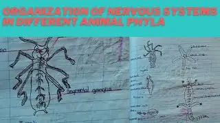 Organization of nervous systems in different animal phyla