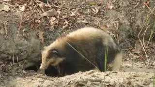 Arctonyx collaris  &ndash; Теледу (свинячий борсук)  -   greater hog badger