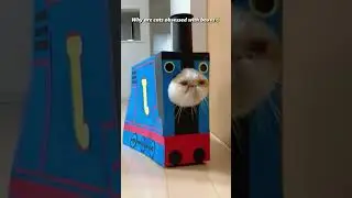 Why are cats obsessed with boxes🤣#funny #youtube #cat #obsessed #boxes