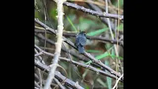 Myrmoborus melanurus Black tailed Antbird2
