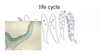 Ascomycota PLPP