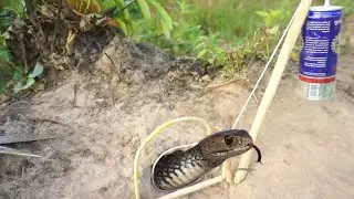 Creative snake trap make from bottle with wood
