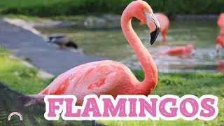 🦩Flamingos - All about Flamingos for Children| Life and Facts of Flamingos|Birds Videos for Children