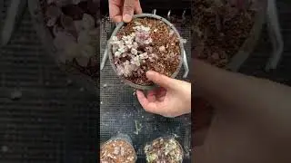 Cutting calissia repens pink lady