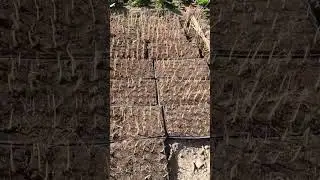 Nursari