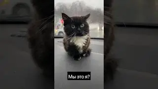 Лайк за чмоню #мем #memes #meme #reaction #reels #рекомендации #чмоня #кот #cat #black