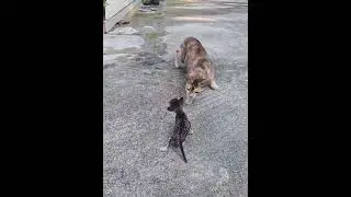 Cat sneak attack cat #funnyvideos #pet #fypツ #funnycat #kitten