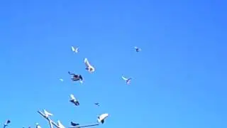 Гребун садится.AVI