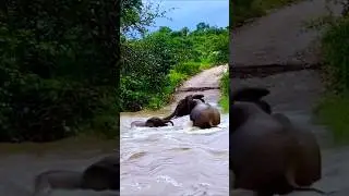 Stuck in a flood: Mother elephant struggles to save her calf