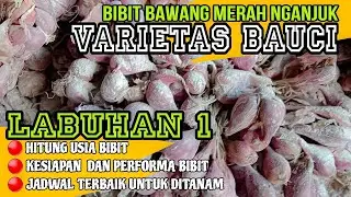 BICARA SOAL FAKTA‼️⁉️KONDISI TERKINI BIBIT BAWANG MERAH BAUCI LABUHAN 1