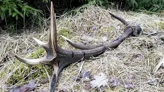 Huge red stag antlers find with a rope wrapped around one of them / Zrzuty jelenia, mega para