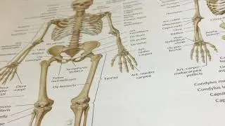 Human Body - Mutation - Genetics P.51