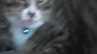 Spunky cats