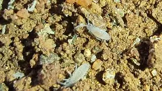 Soil Meso-fauna ft. Collembola aka &ldquo;springtail