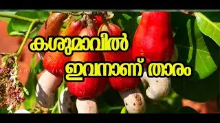 ഗുണമേന്മ ഉള്ളതും വലിയ പരിപ്പുള്ളതുമായ കാഷ്യു കിംഗ് കശുമാവിൻ തൈകൾ തിരഞ്ഞെടുക്കുക