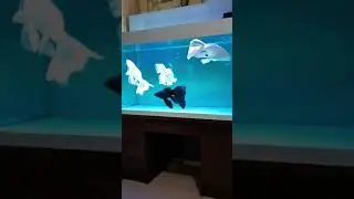 Beautiful Indoor Koi Pond, Amazing Koi Tank Filter System, Butterfly Koi Fish