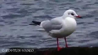 &copy; Black-headed gull (Chroicocephalus ridibundus) / Озерная чайка (Larus ridibundus)-2