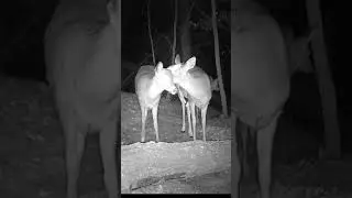 Doe and Button Buck