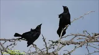 Carib Grackle  (Quiscalus lugubris) Aruba by Antonio Silveira.