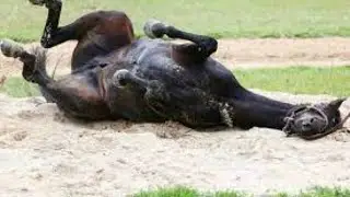 Tragic Story of Shadow When Euthanasia is the Kindest Option for a Horse with a Broken Leg Mystories